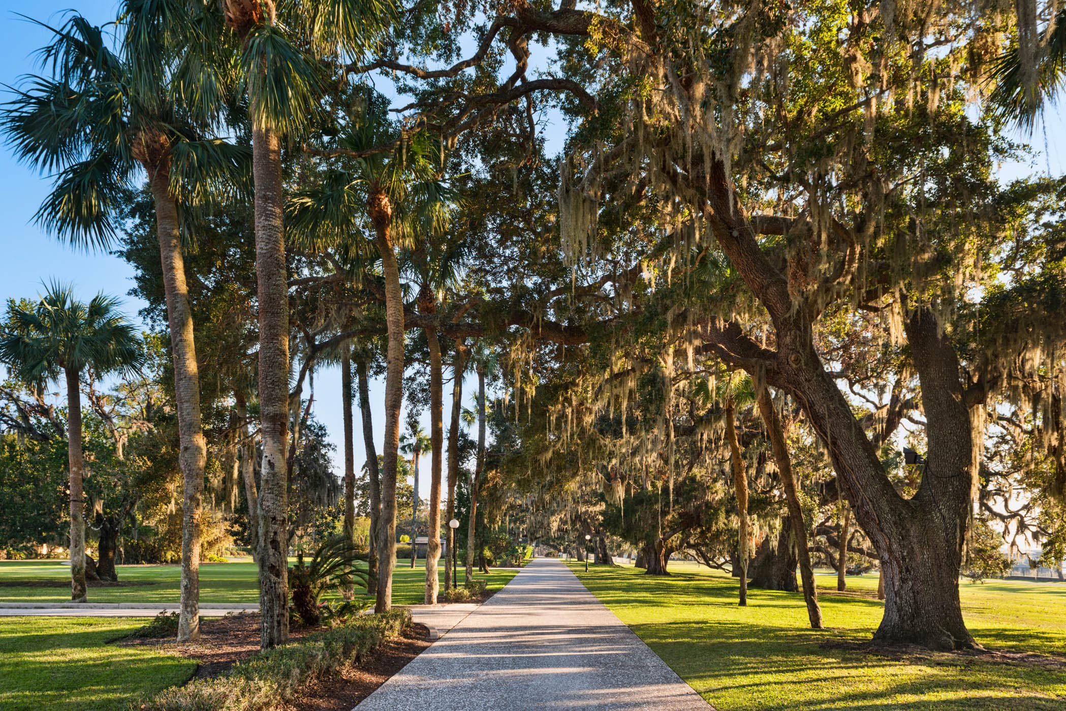 A pathway covered by very old gorgeous trees