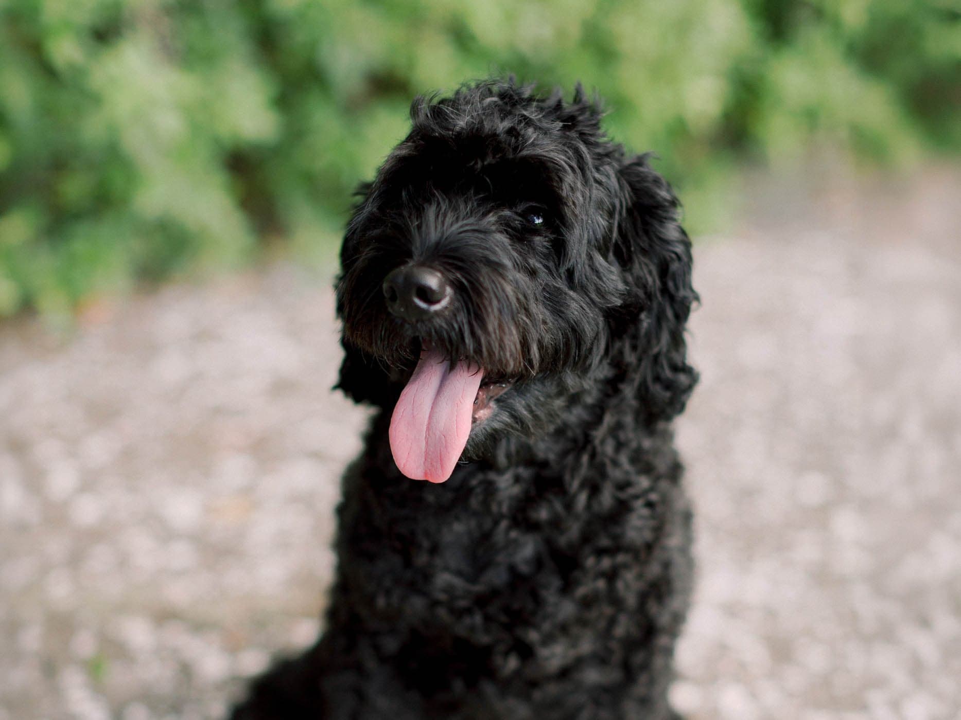 A black curly haired dog