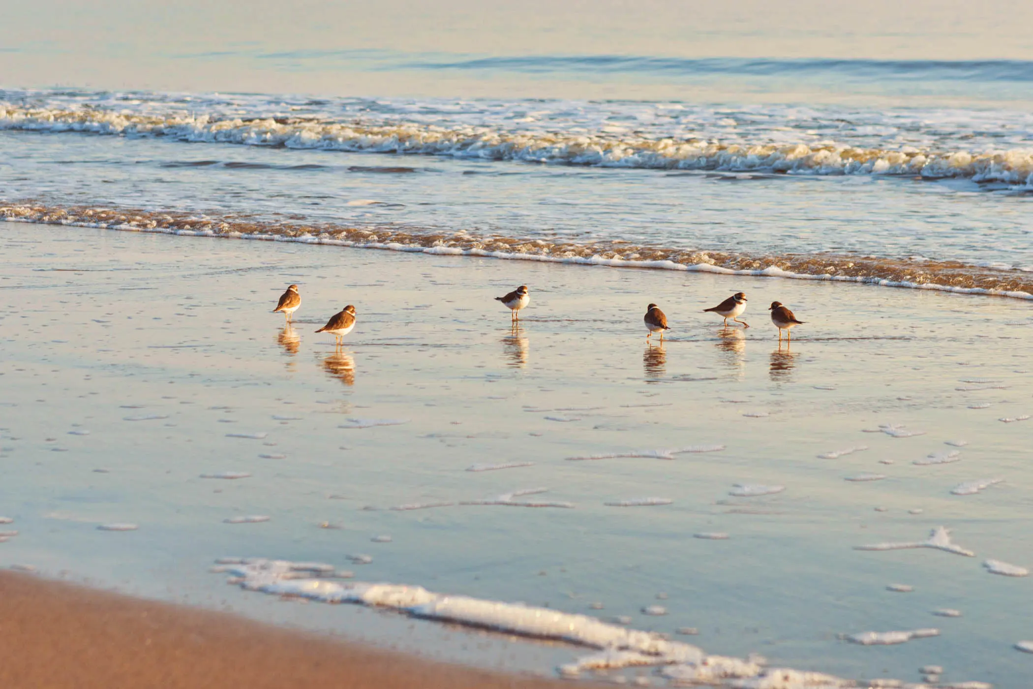 6 small birds on the beach at sunset