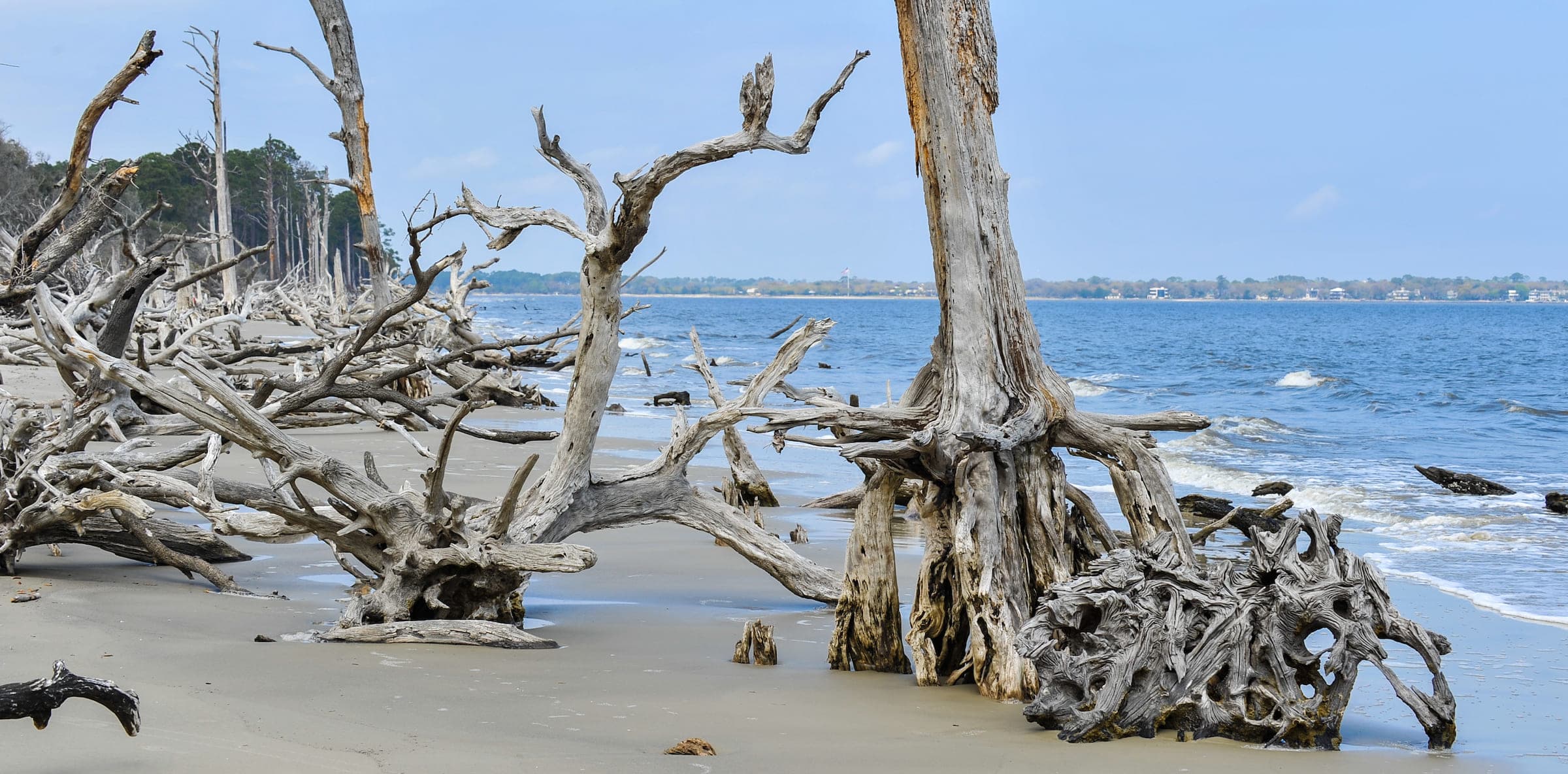 Driftwood Beach