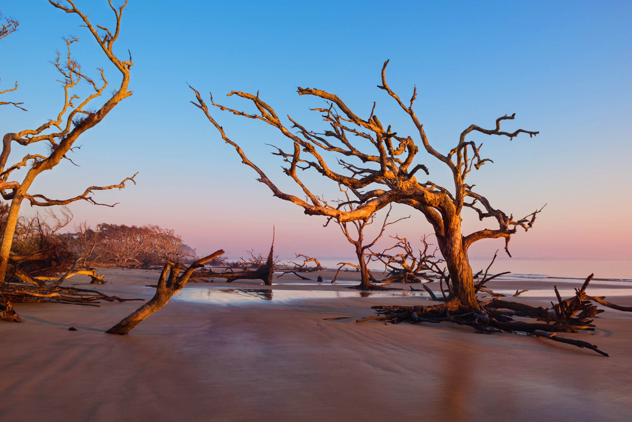 Driftwood Beach at sunset with hues of blue, pink and purple