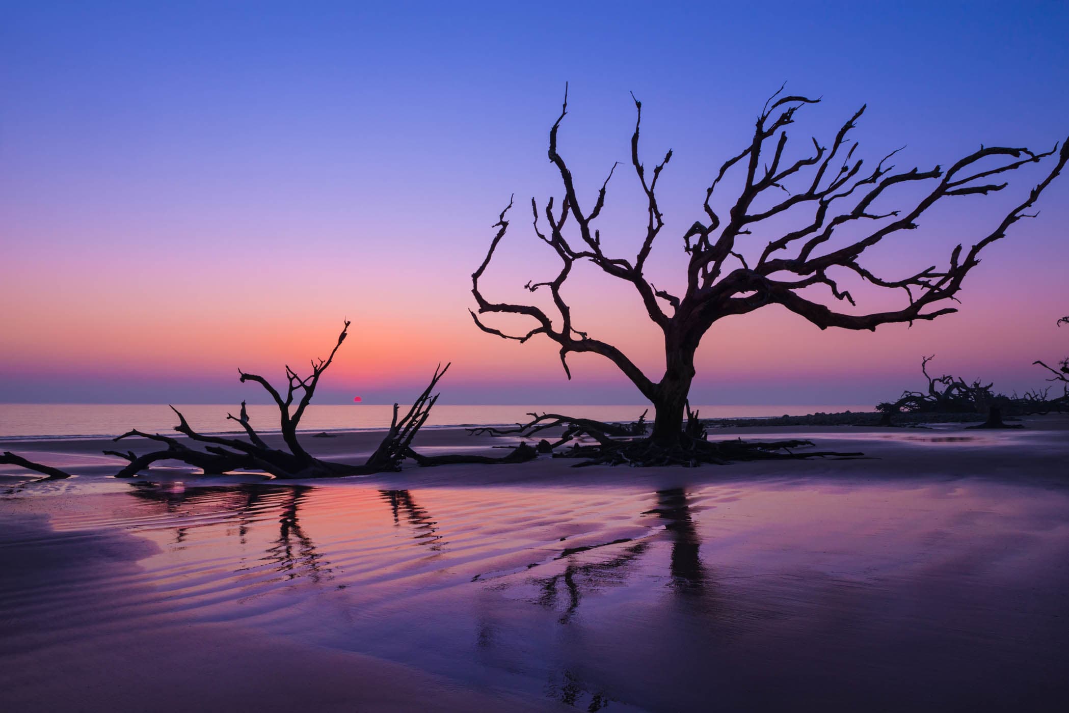 A tree coming out of the beach sand at sunset