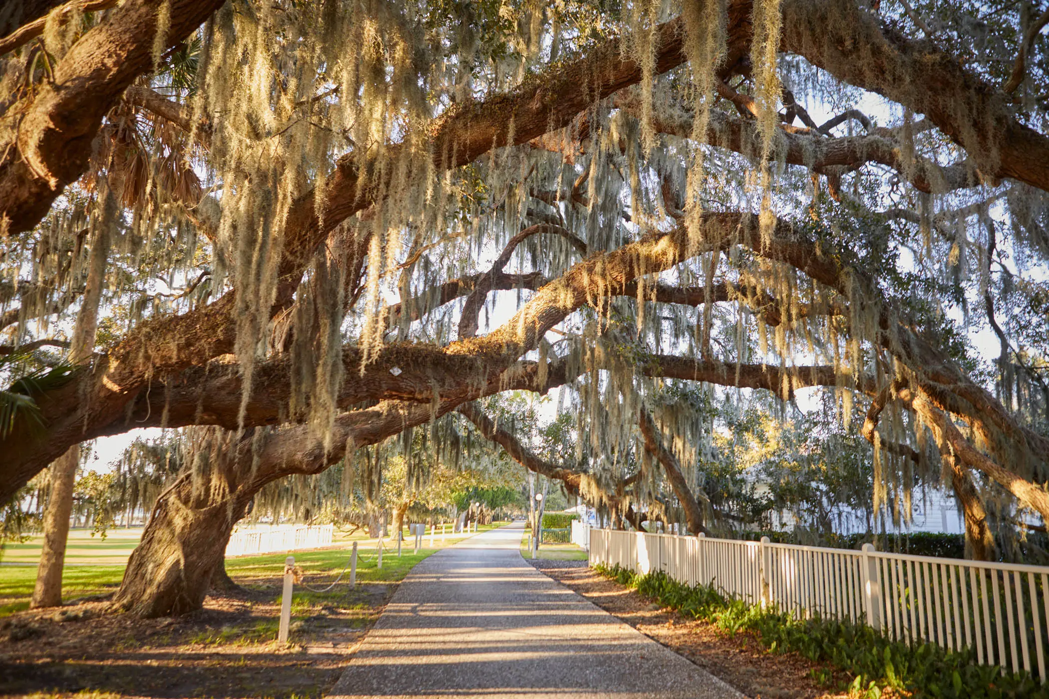 A path with a gorgeous hanging tree