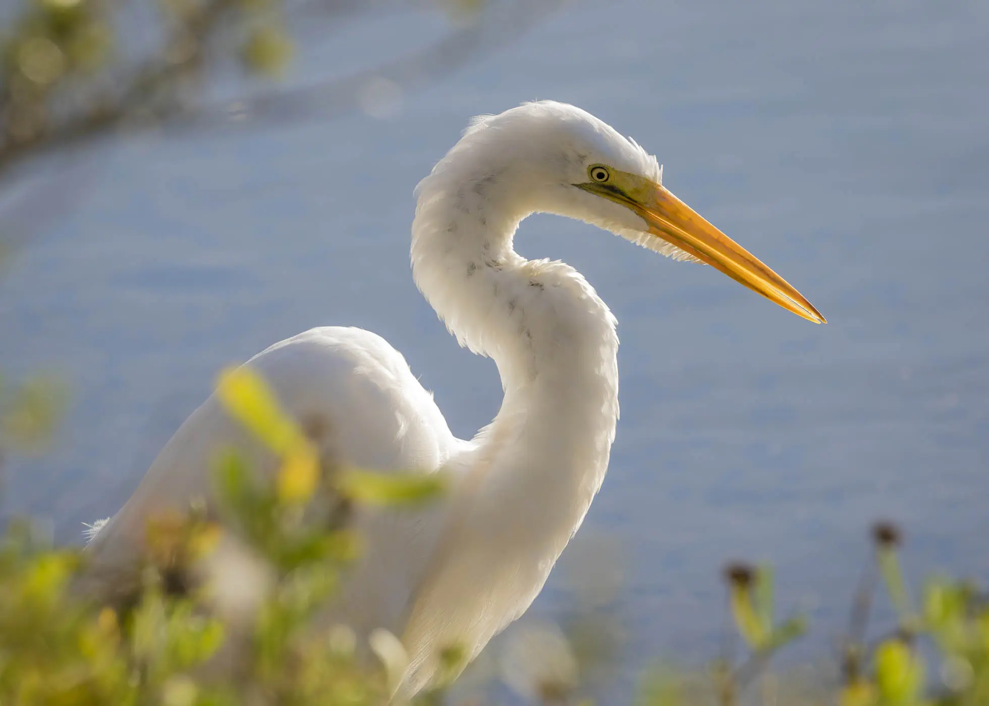 A beautiful bird close to the water