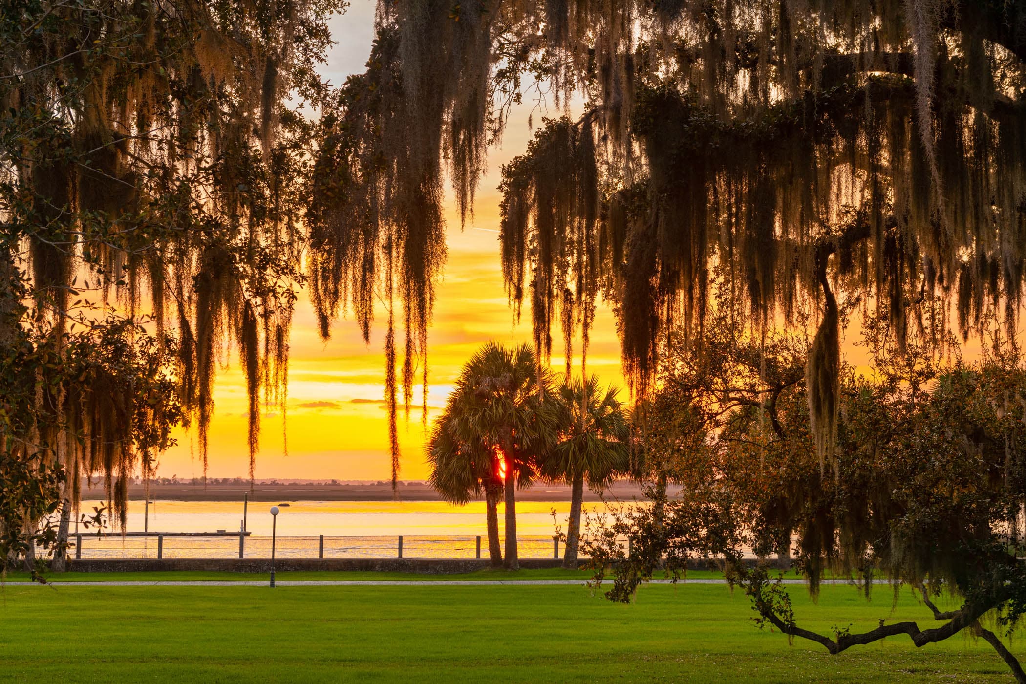 A beautiful tree over a green space with the water in the backdrop at JIRC