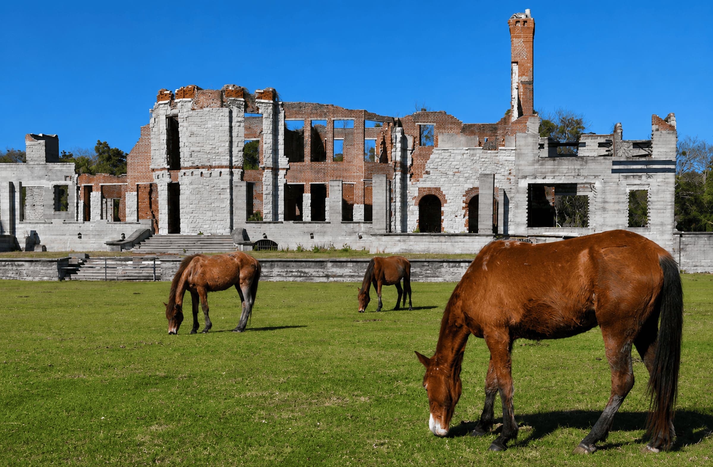 An old ruin with 3 horses on Cumberland Island