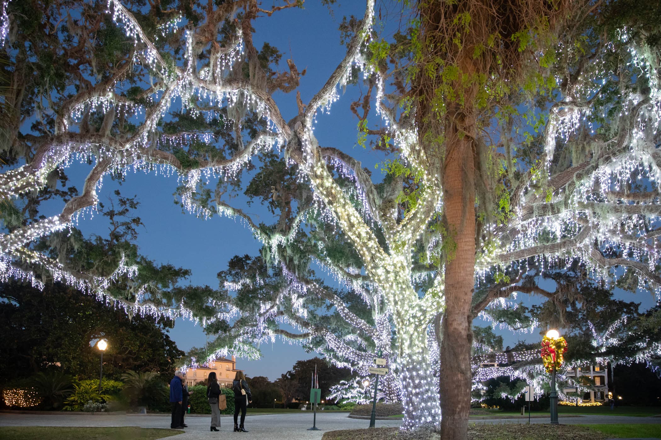 The trees out front of the resort covered in Christmas lights