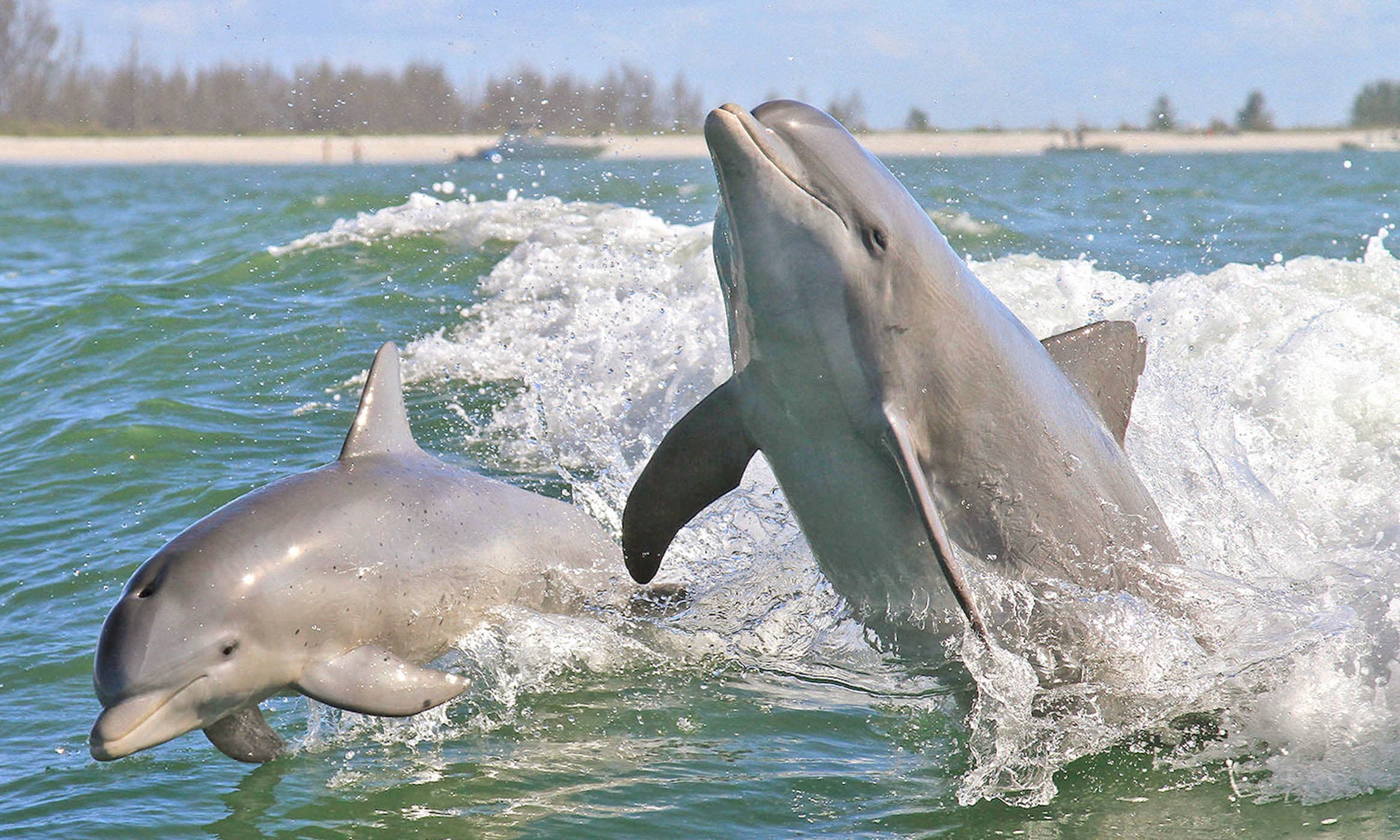 Two dolphins jumping out of the water on a Jekyll Island Club Island Activities Dolphin Cruises
