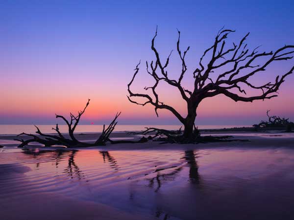 Driftwood On The Beach At Sunset.