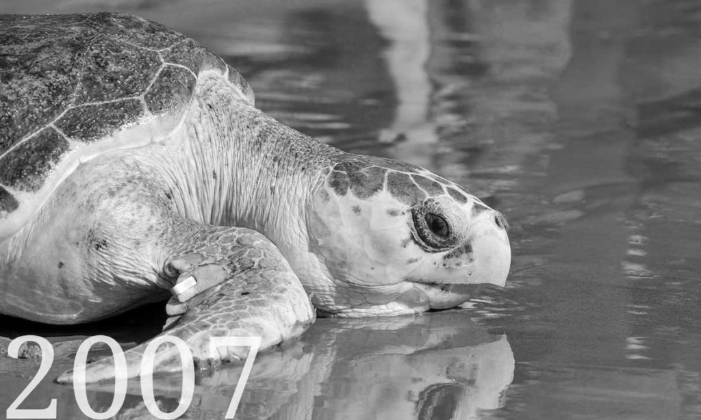 Jekyll Island Club History 2007 Turtle Conservation Center Opens.