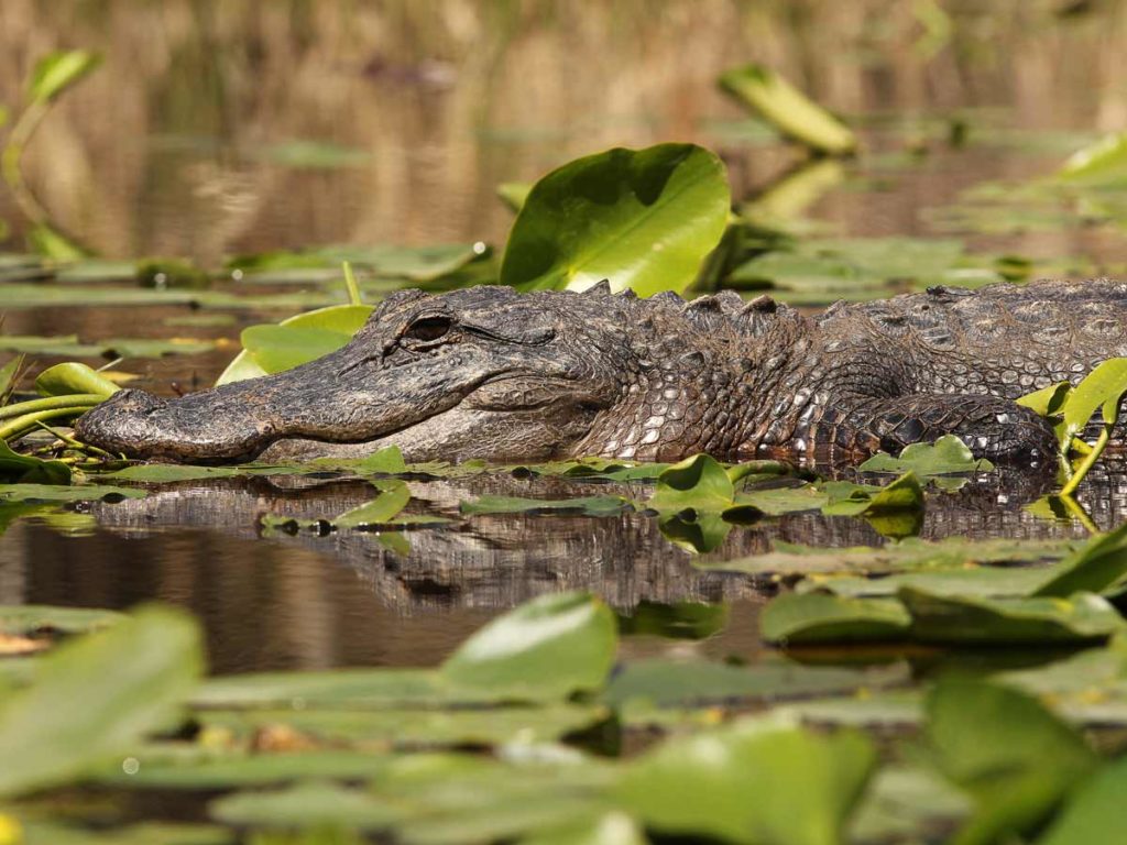 Alligator In The Water.