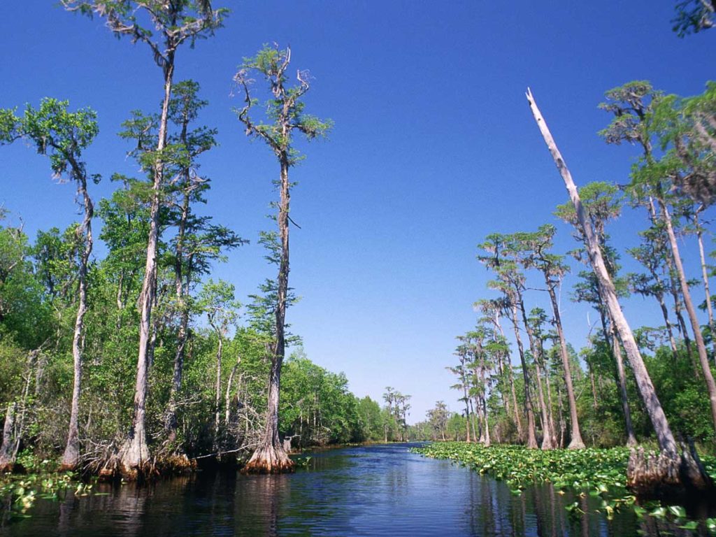 Bald Cypress Swamp.