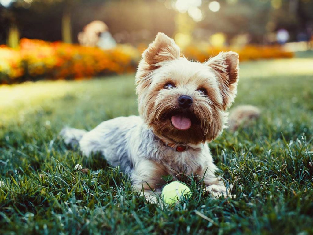 Yorkie Dog With A Tennis Ball.