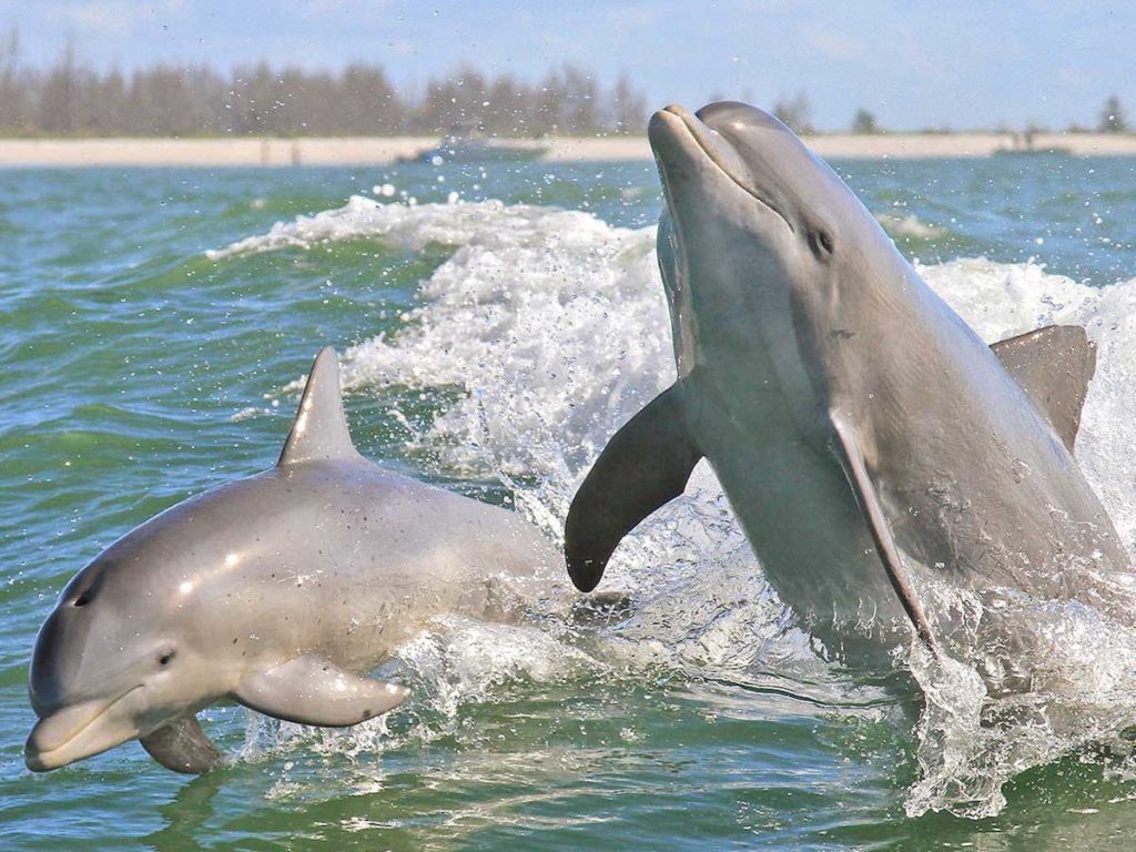 Dolphins Jumping Out Of The Water.