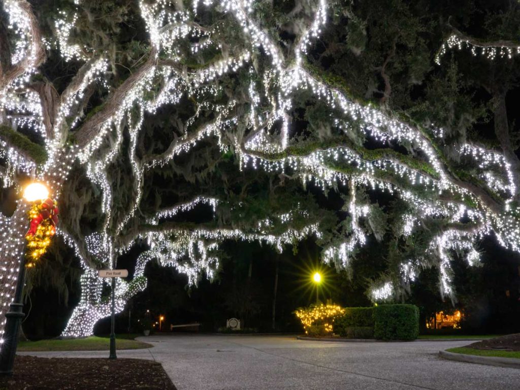 Christmas Lights In Trees.