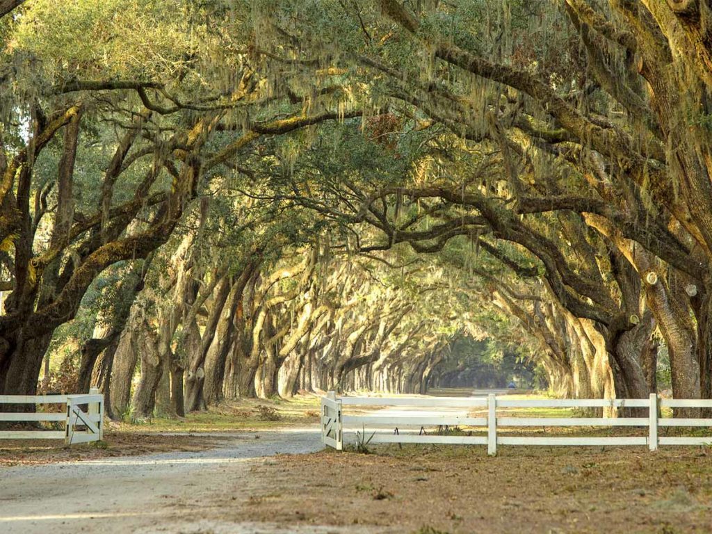 Plantation With Tree Overgrowth.