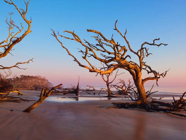 Trees On The Beach.