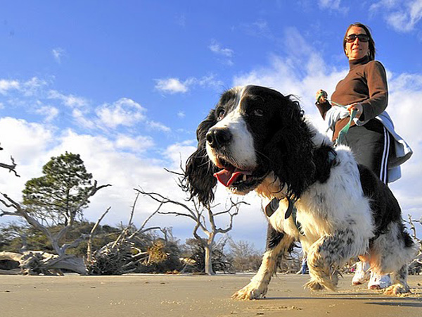 Dog On The Beach.