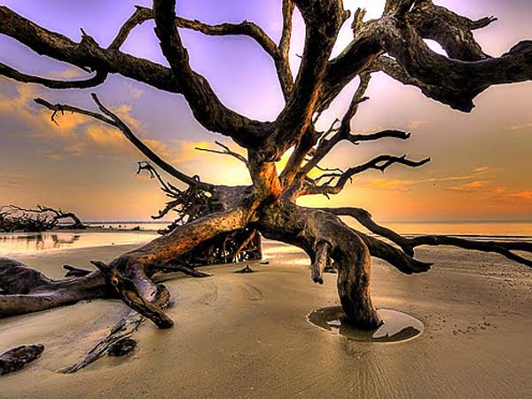 Driftwood On the Beach At Sunset.