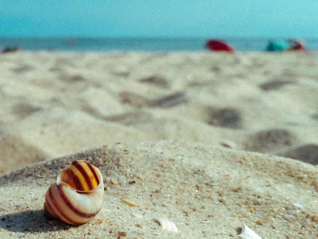 Seashell On The Beach.