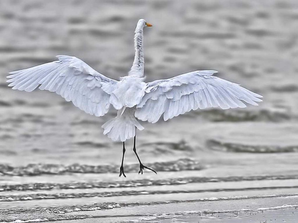 White Bird Flying On The Beach.