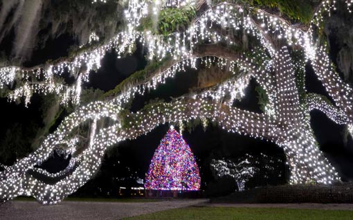 Tree With Christmas Lights On It At Jekyll.